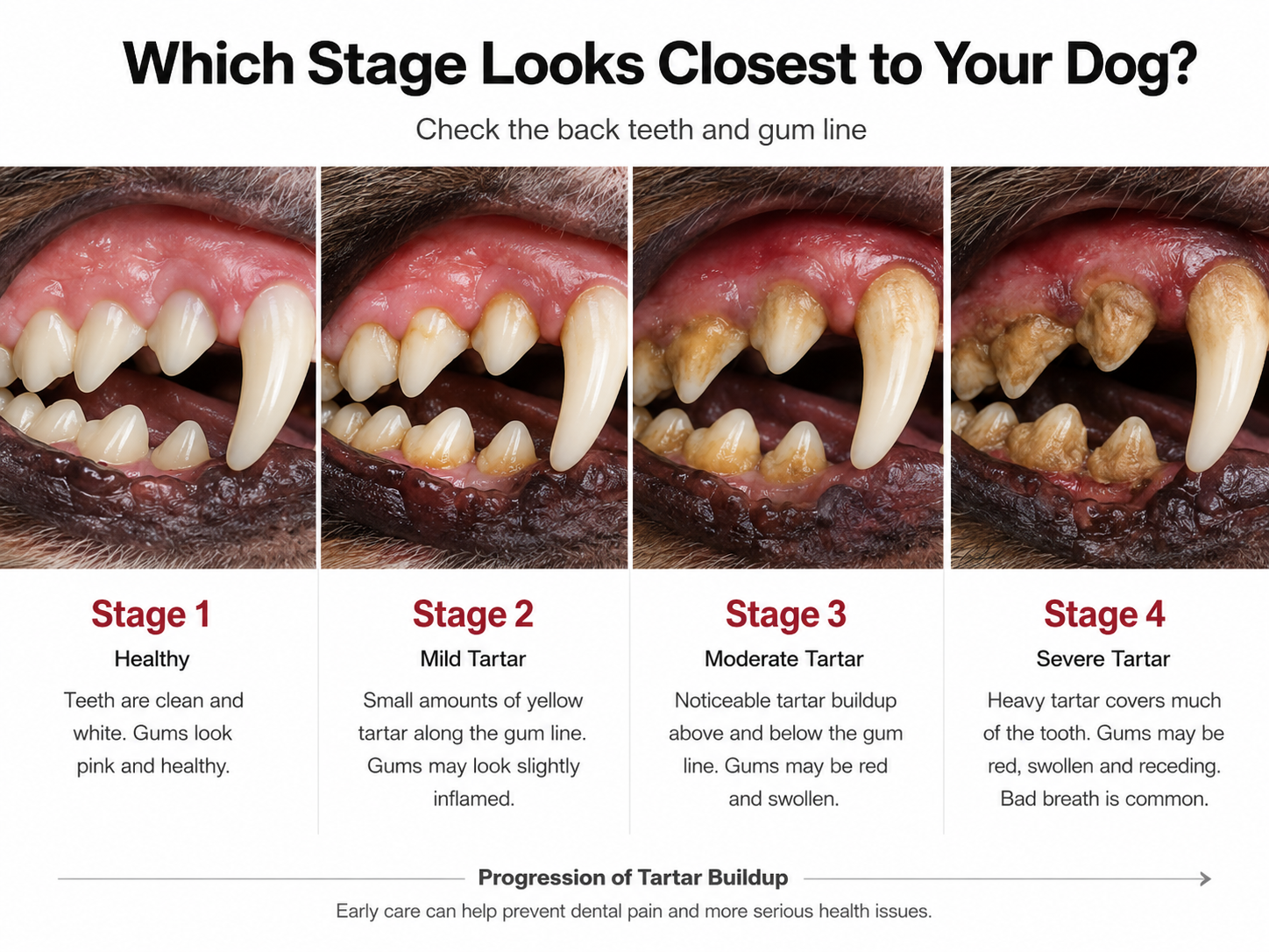 Comparison of visible dental buildup on dog teeth